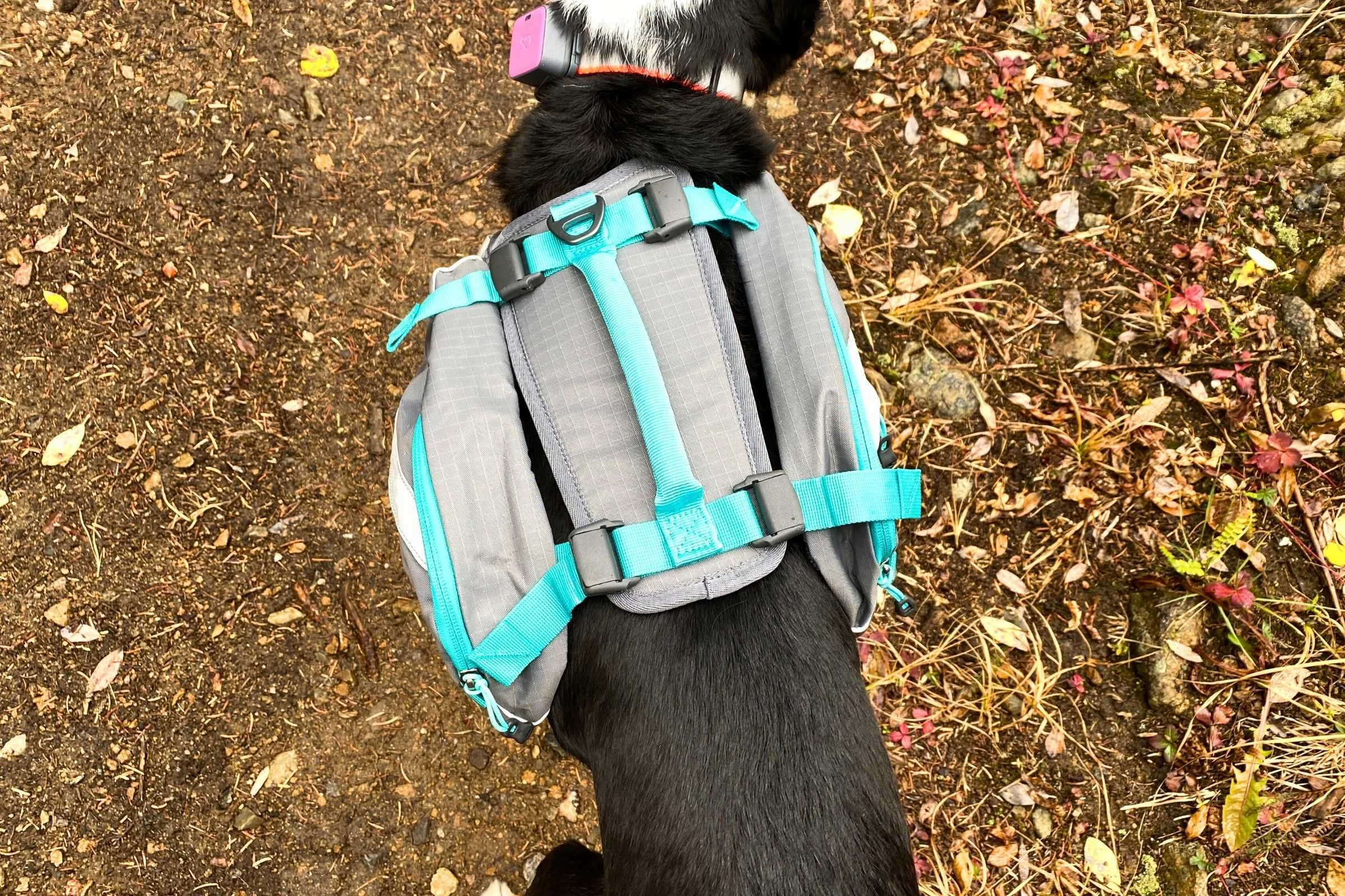 Close-up of a hand grabbing the sturdy vertical handle on top of a dog's backpack.
