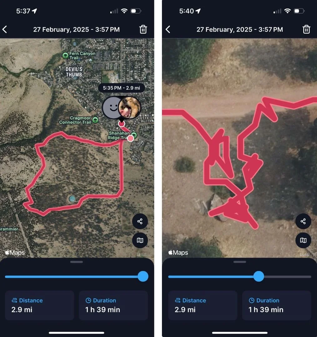 An active dog running on a hiking trail wearing the Tractive GPS tracker.