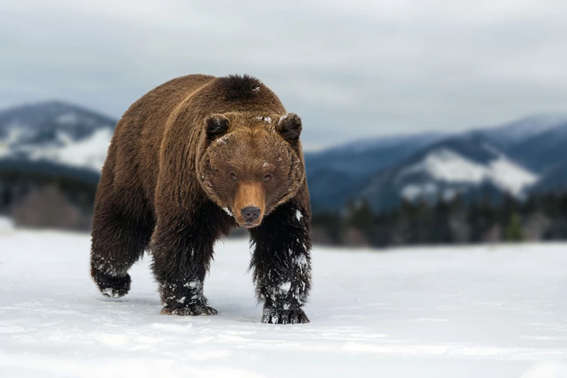 Bear Safety Tips: Essential Food Storage & Setup