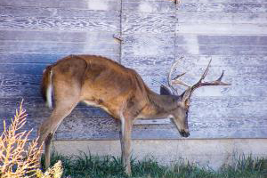 A white-tailed buck standing in a field showing visible signs of emaciation and sickness due to CWD.
