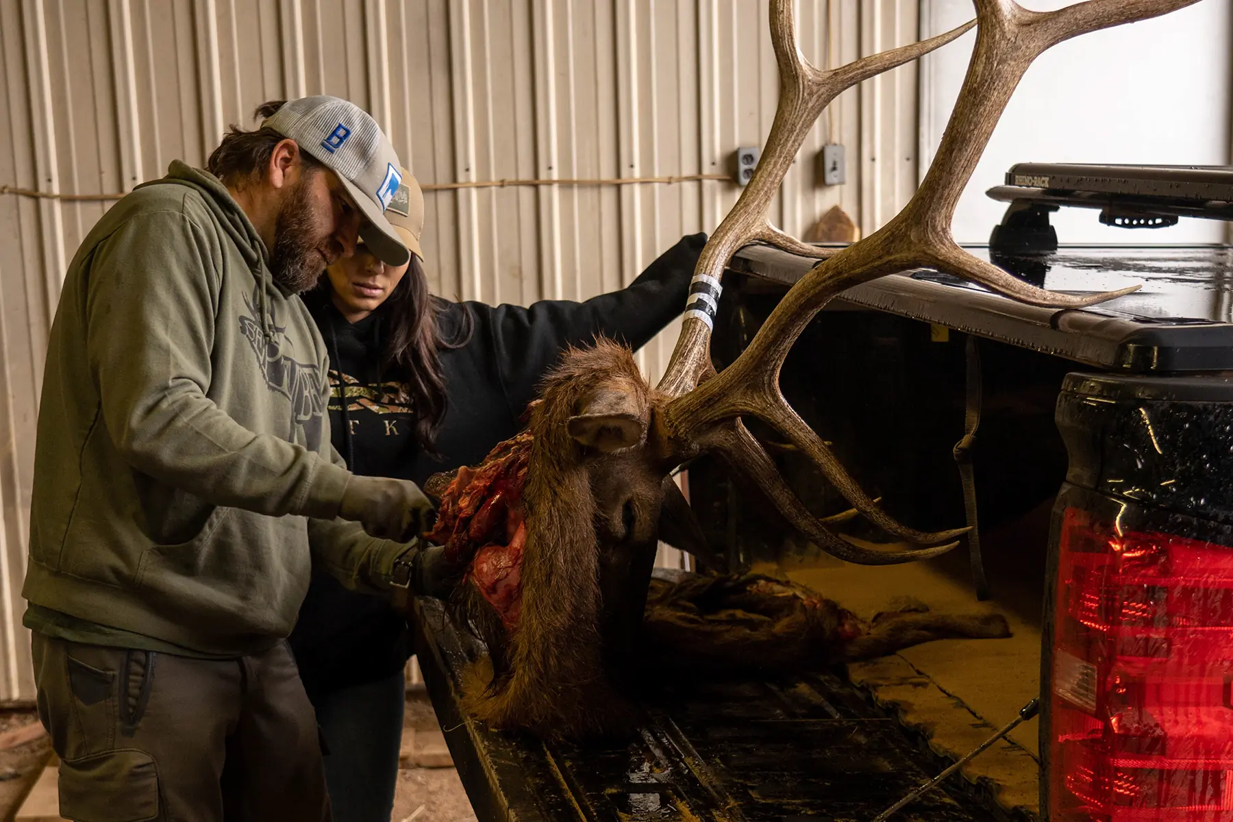 Two people in an outdoor setting carefully extracting brain or lymphoid tissue samples from a harvested elk for testing.
