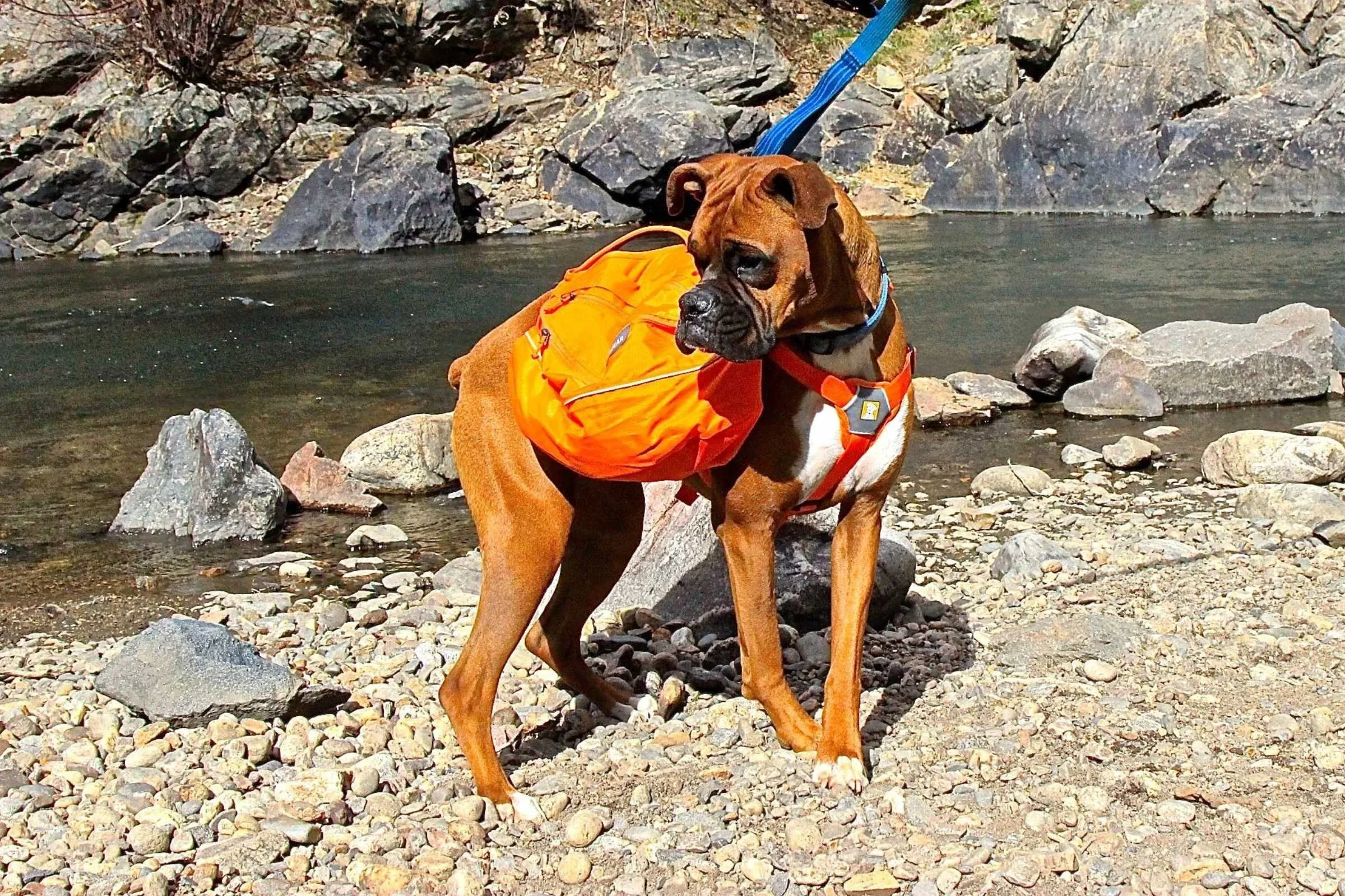 A Boxer dog wearing a green hiking pack, viewed from the side to show body proportions.
