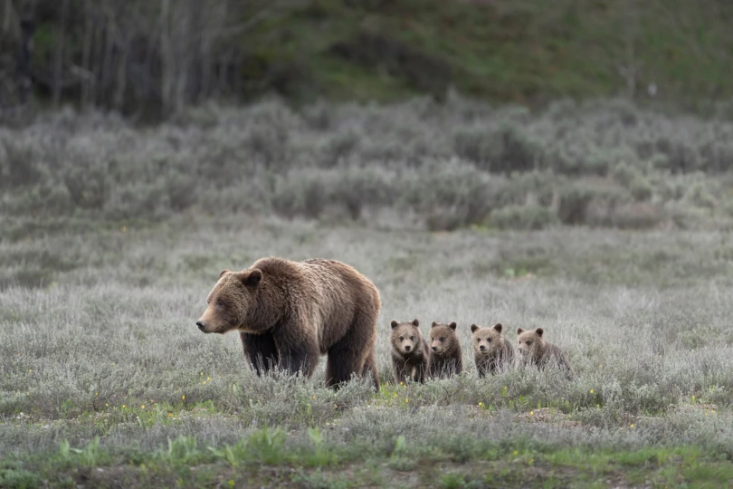 A grizzly bear sow and her cubs walking through a meadow.