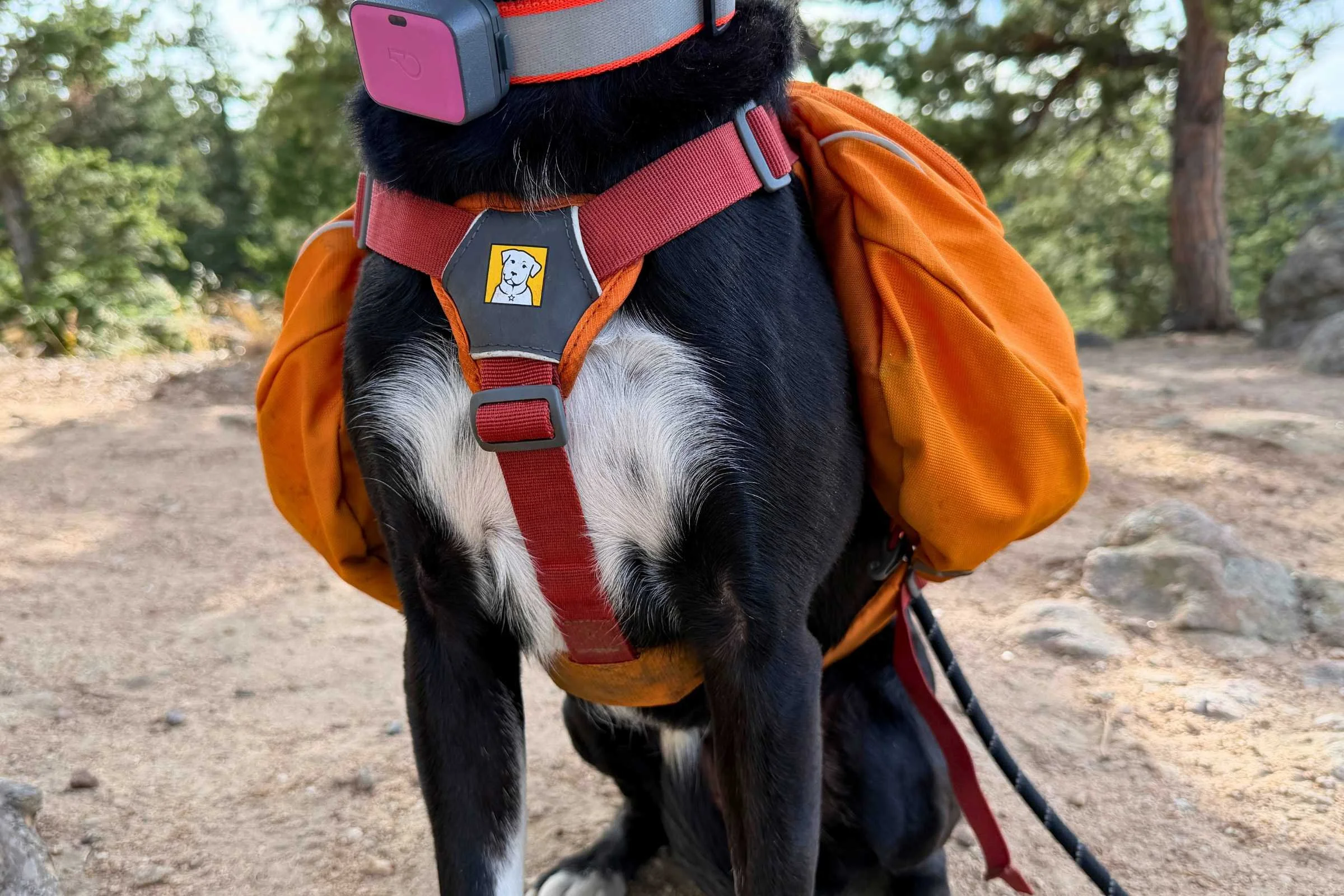 Close-up of a dog's side showing a backpack strap properly adjusted with enough clearance.