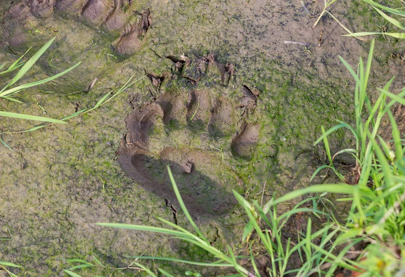 Close-up of a clear bear track in soft mud on a hiking trail.