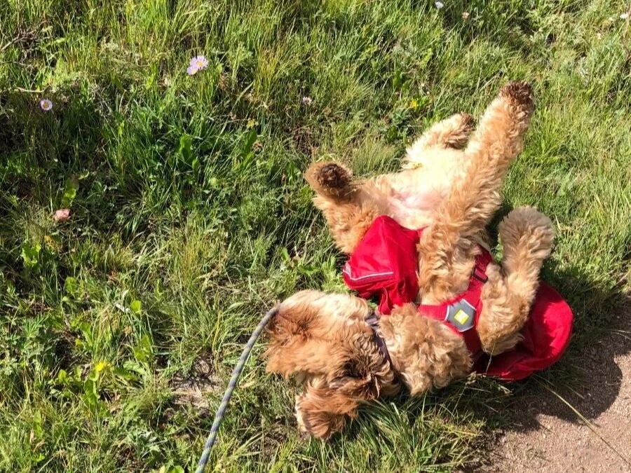 A dog wearing a backpack rolling on its back in the dirt next to a trail.