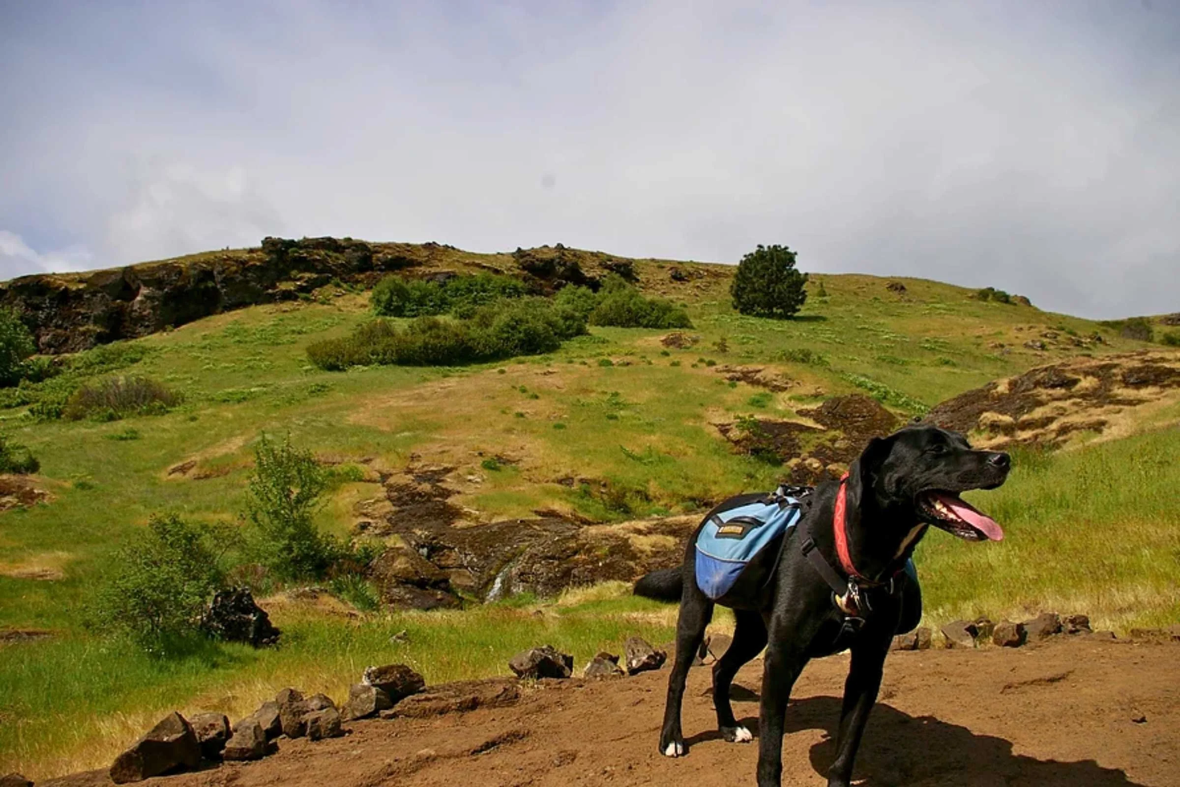 A dog named Karluk wearing a backpack at Coyote Wall, Washington.
