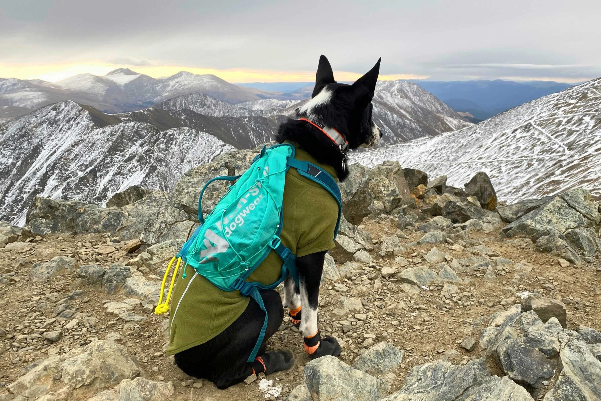 6 Best Dog Backpacks for Hiking & Camping of 2026
