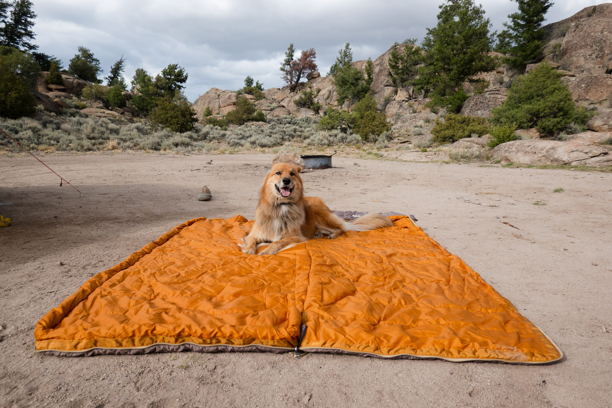 A dog resting on the REI Siesta sleeping bag, which has been unzipped into a flat blanket.