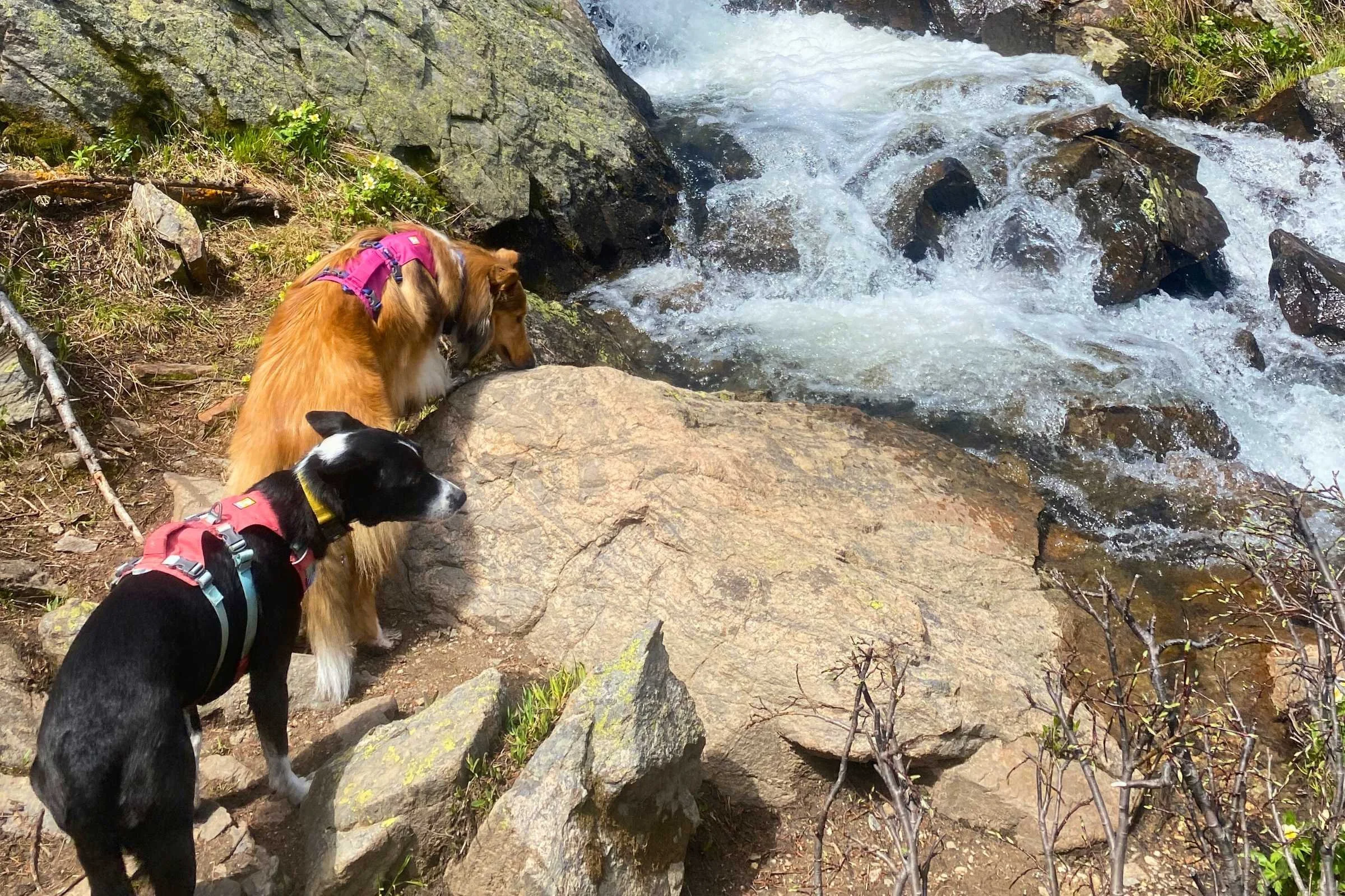An owner using the top handle of a dog harness to guide a dog through a stream.