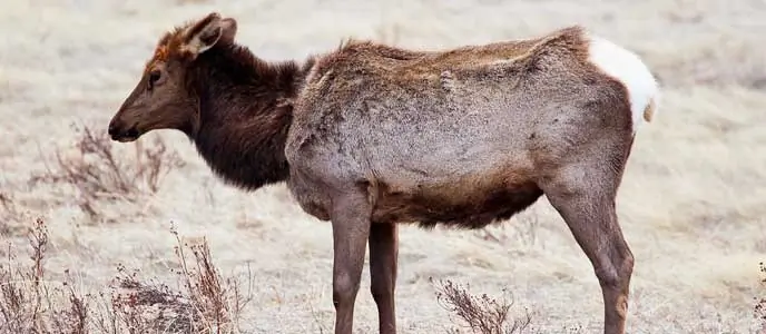 An elk standing in a clearing looking disoriented and suffering from suspected Chronic Wasting Disease.