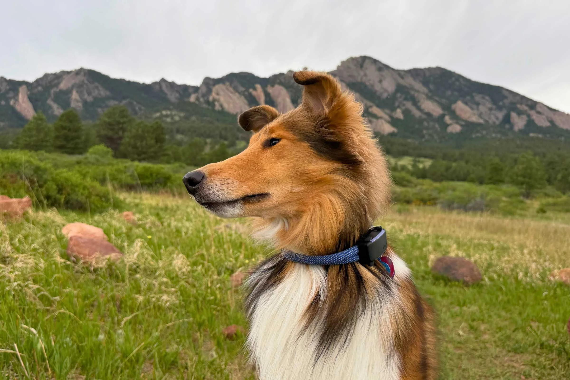 Tractive Dog 6 Review: A Top GPS Dog Collar