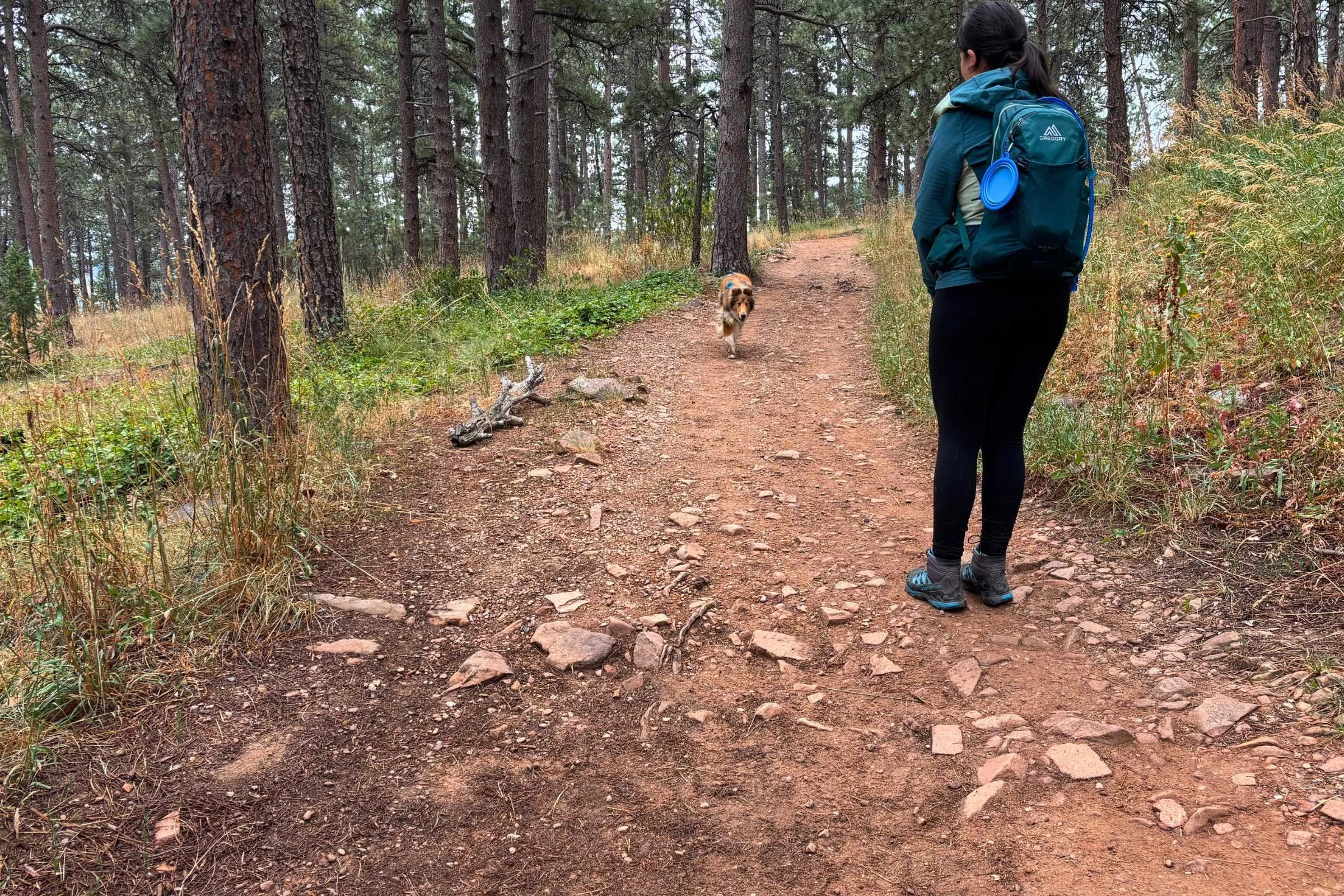 A medium-sized dog running back to its owner on a forest path.