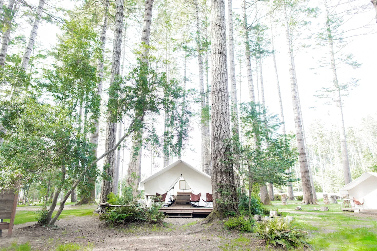 A canvas glamping tent at Mendocino Grove surrounded by towering redwood trees.
