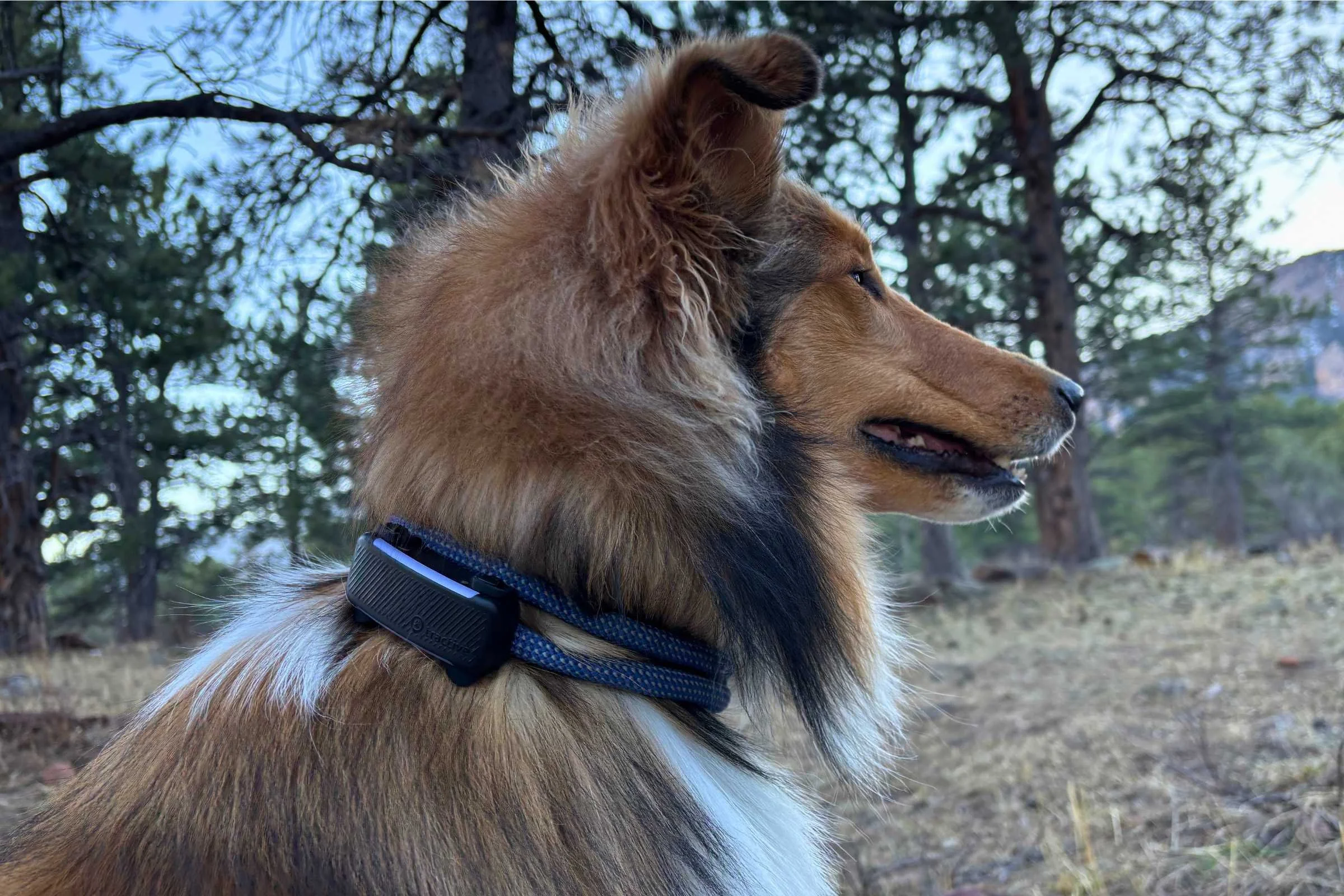 Tractive Dog 6 GPS tracker partially submerged in water to show its IP68 rating.