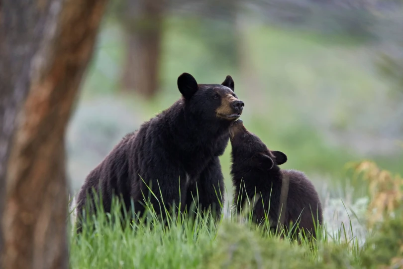 A black bear mother and her cub climbing or standing near a tree.