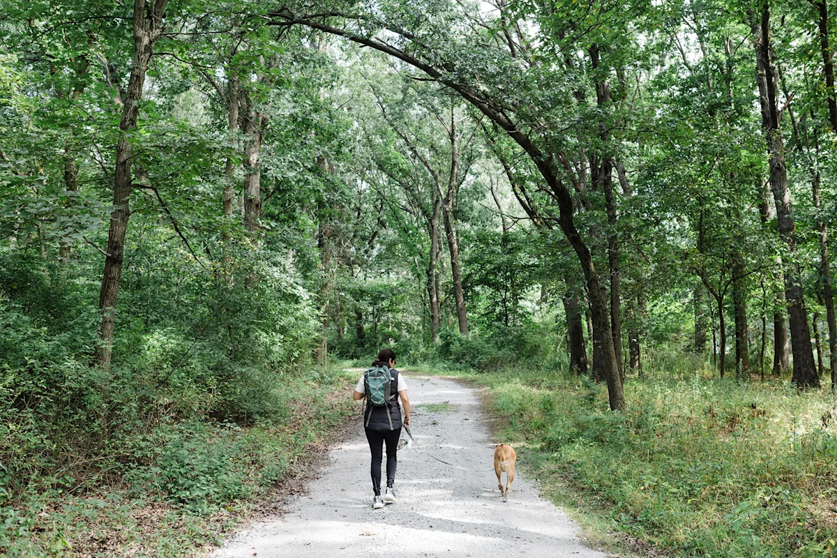A winding dirt path through a dense, lush green forest area in a Chicago preserve.
