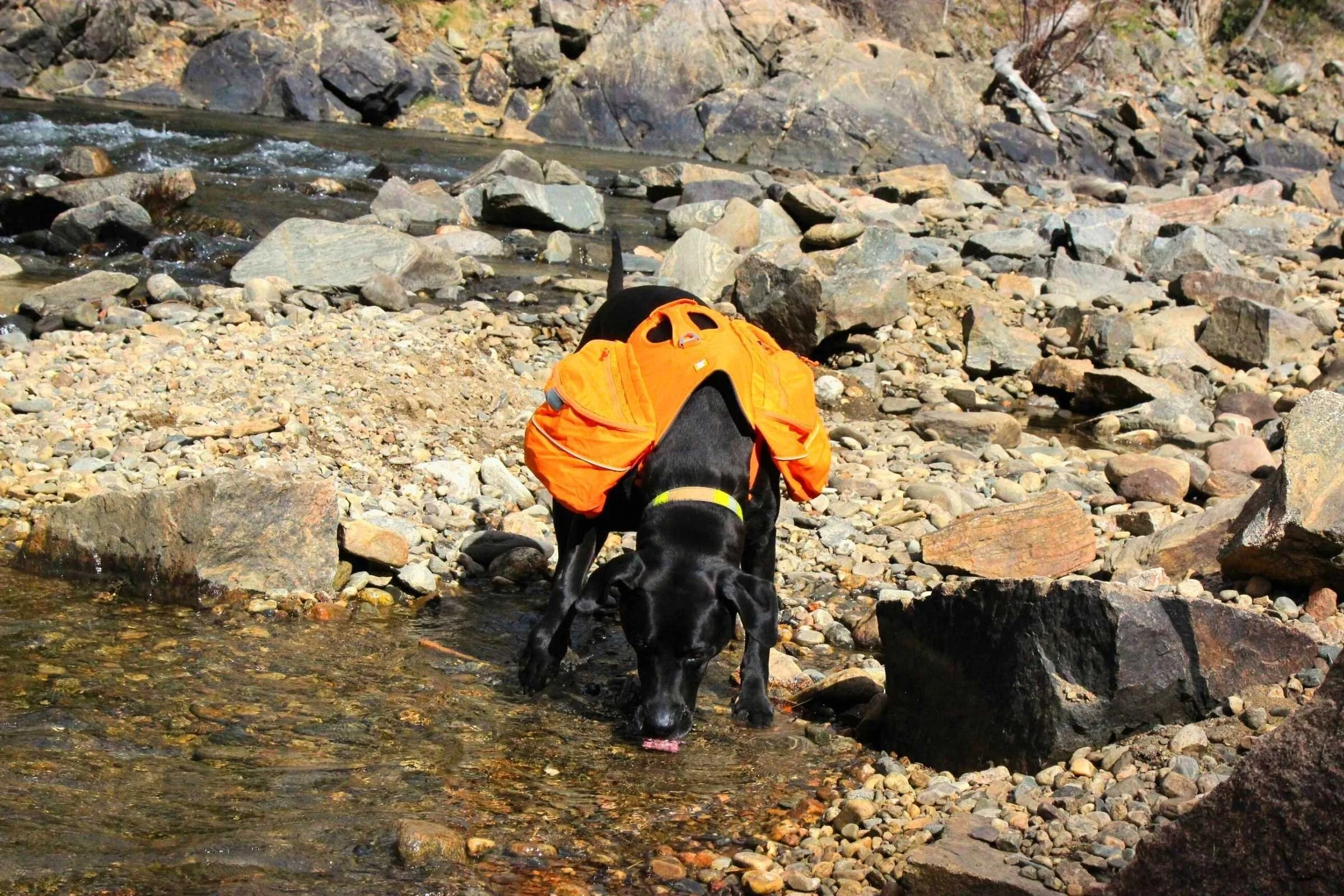 A dog drinking from a stream while wearing a blue Ruffwear Approach backpack.