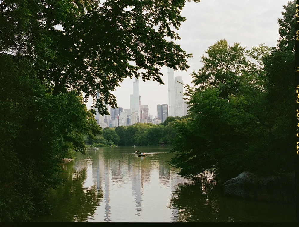 A wide shot of a Central Park lake showing the calm but murky water where carp thrive.
