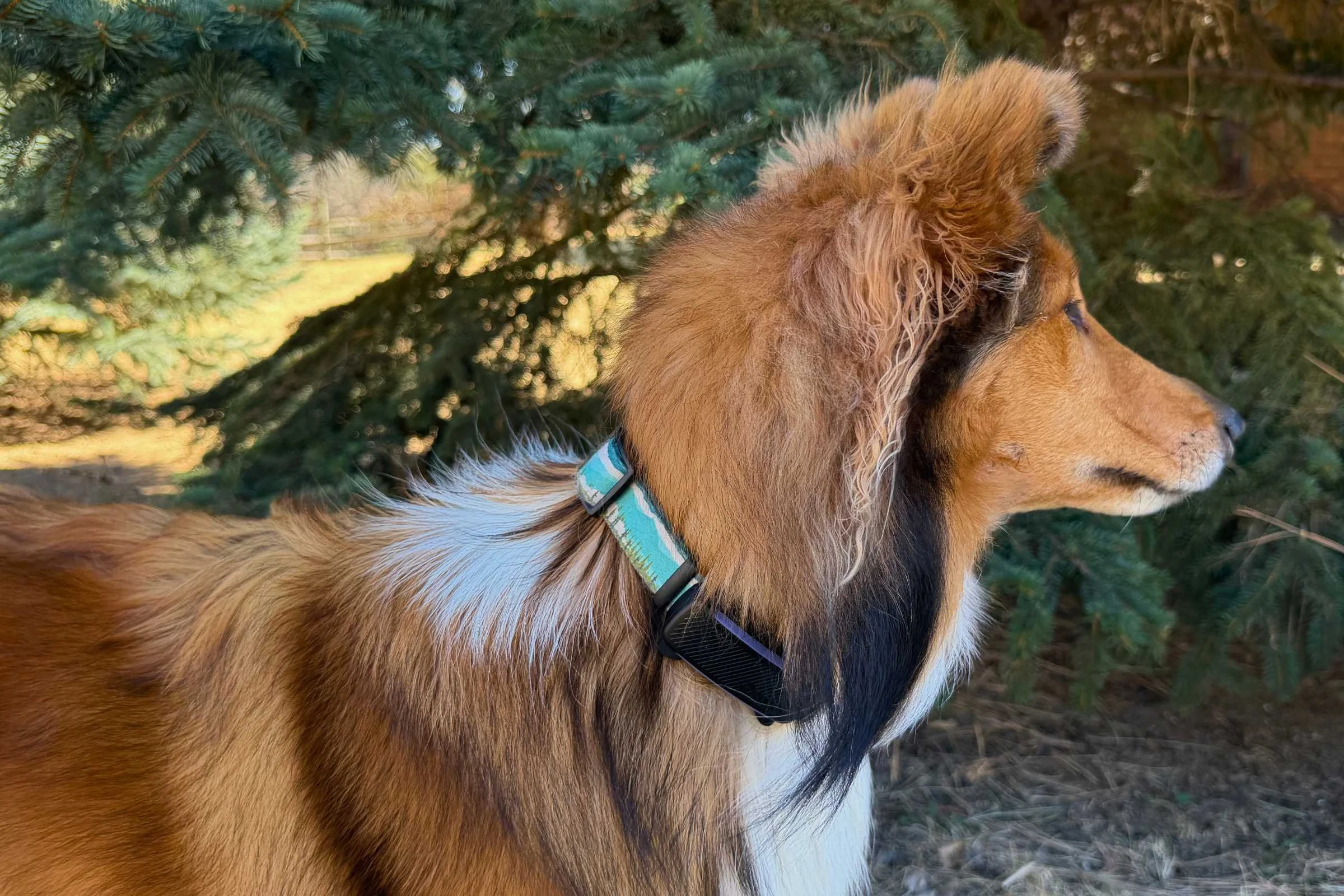 A mobile interface showing sleep and activity analytics for a dog within the Tractive application.
