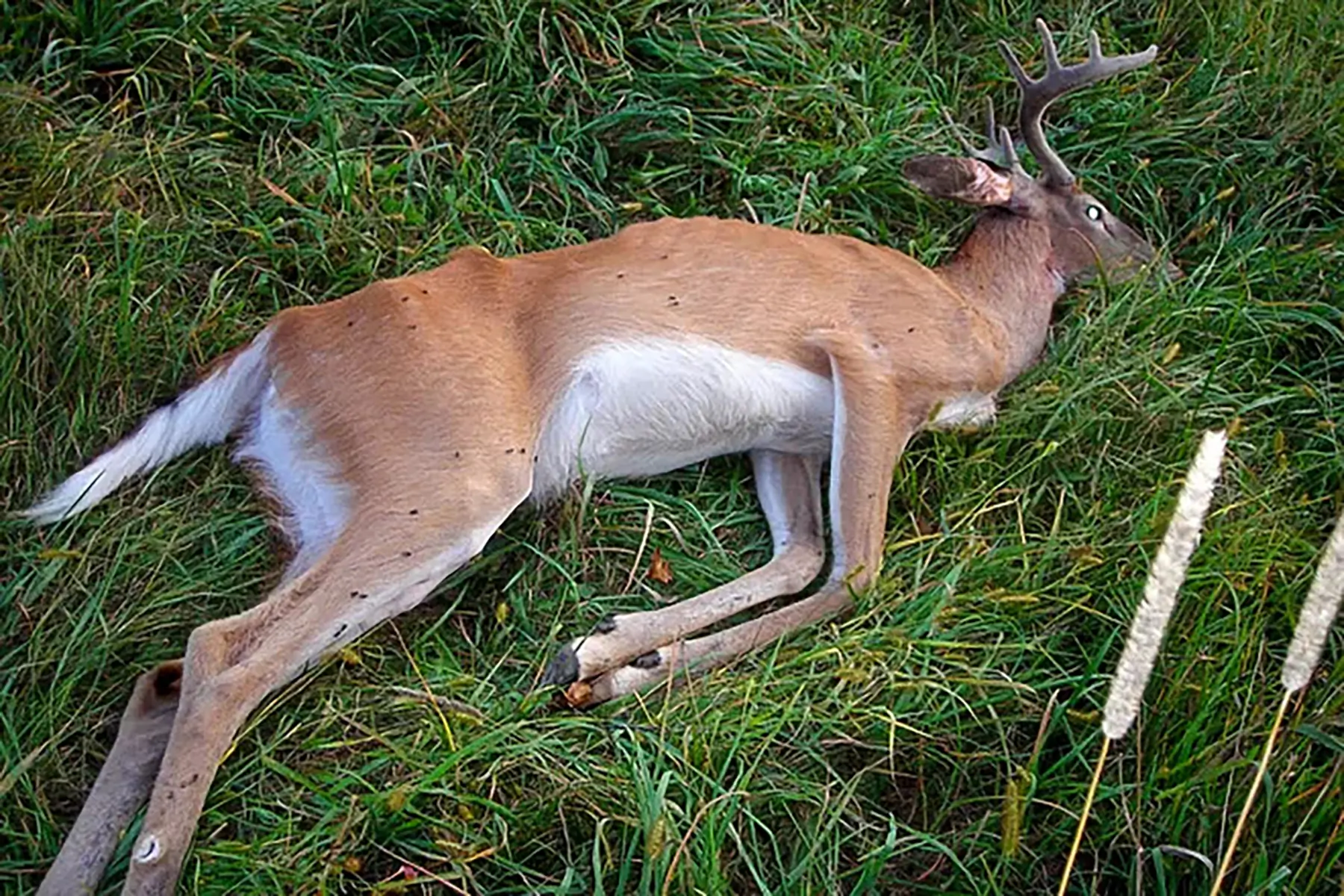 Chronic Wasting Disease: Why Cooking Doesn't Kill Prions