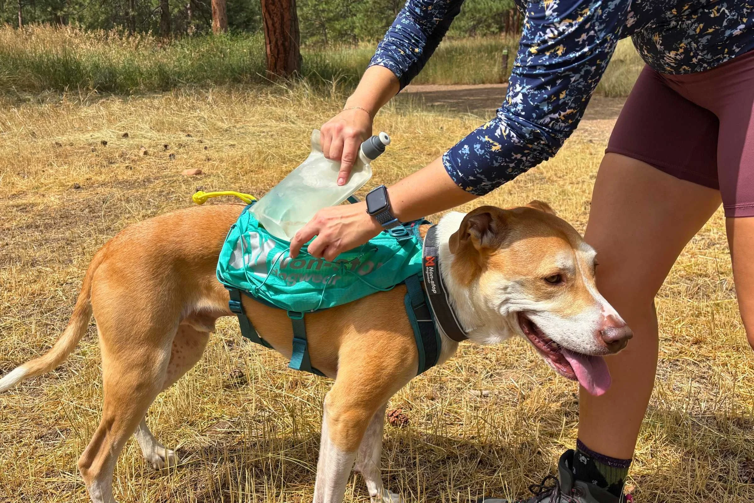 A dog wearing a bright red functional hiking pack on a rocky trail.